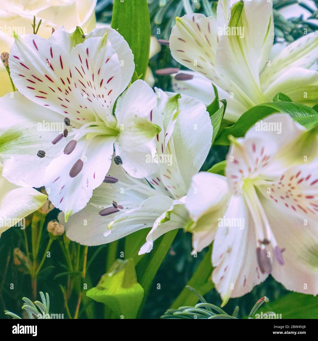Blumenstrauß aus den Weißen Alstroemeria Blumen. Selektiver Fokus Stockfoto