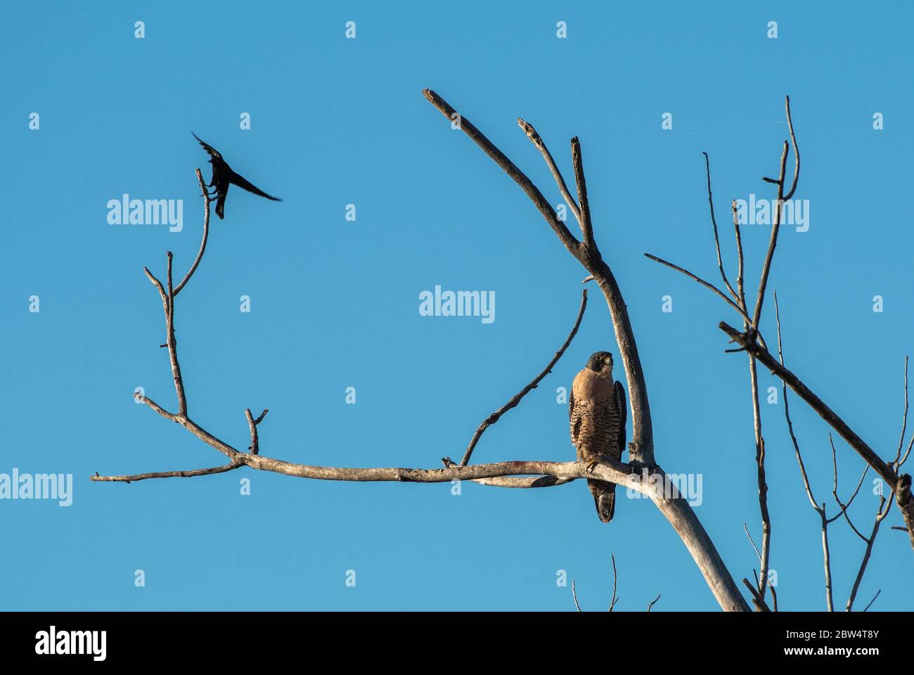 Ein Wanderfalke, Falco peregrinus, wird von einem Brauer-Schwarzvogel, Euphagus cyanocephalus, beobachtet, wie er in einem Baum in Sacramento National Wild ragt Stockfoto