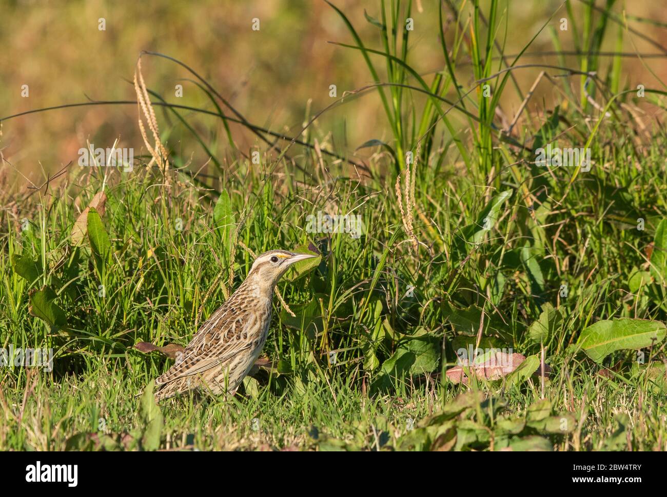 Die westliche Meadowlark, Sturnella neglecta, steht auf dem Boden im Sacramento National Wildlife Refuge, Kalifornien Stockfoto