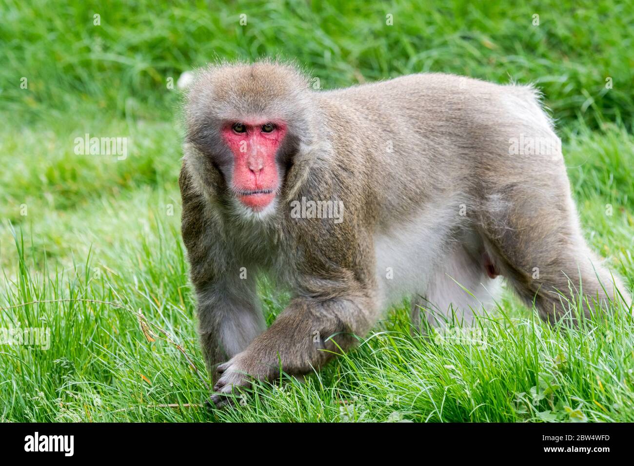 Japanischer Makak / Schneemaffe (Macaca fuscata), gebürtig aus Japan Stockfoto