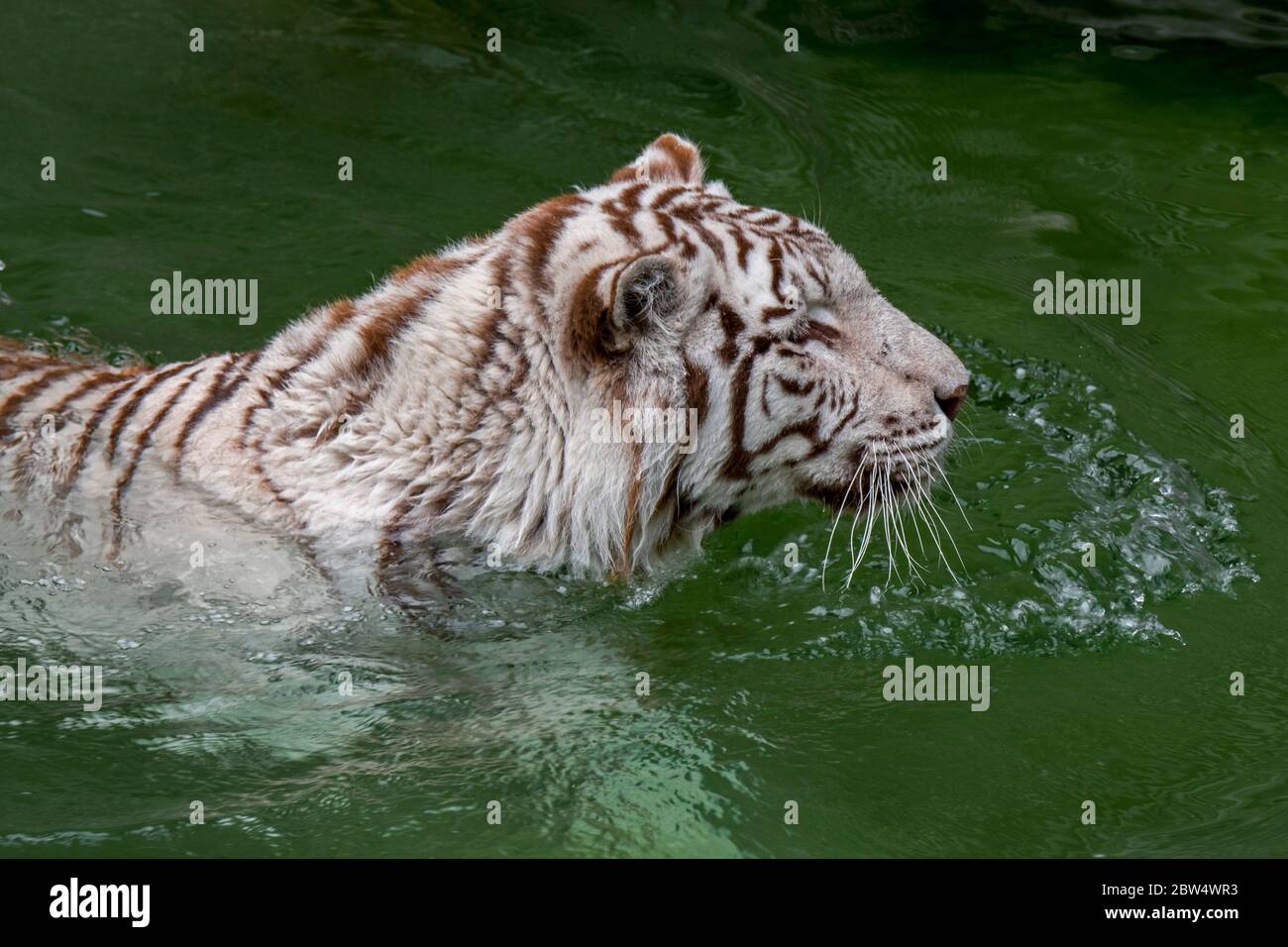 Weißer Tiger / gebleichter Tiger (Panthera tigris) Pigmentvariante des bengalischen Tigers, der sich im Wasser des Teiches abkühlt, heimisch in Indien Stockfoto