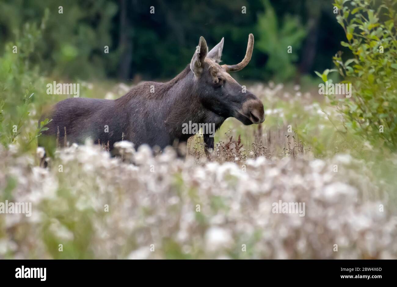 Elche mit gebrochenem Geweih (Alces alces) geht im Spätsommer in Brunft- und Paarungszeit durch die Grasnarbe Stockfoto