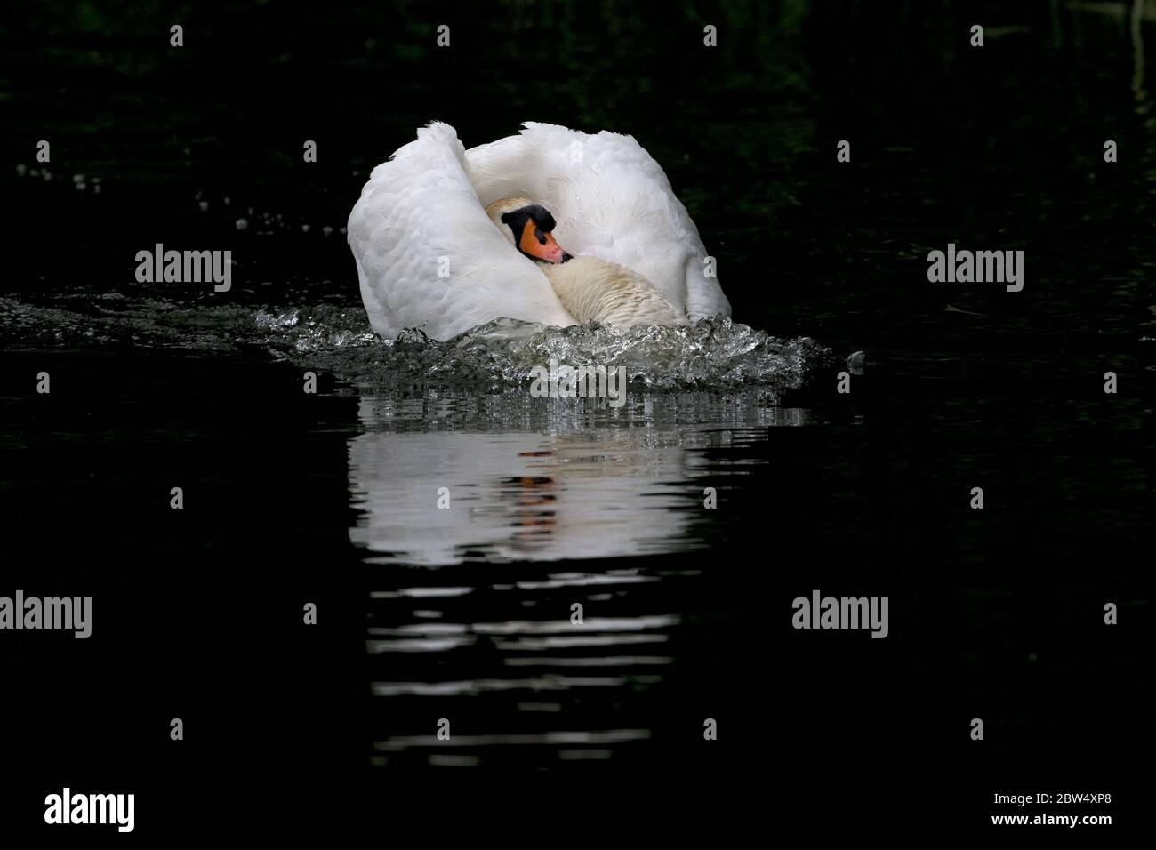 Höckerschwan (Cygnus Olor) Stockfoto