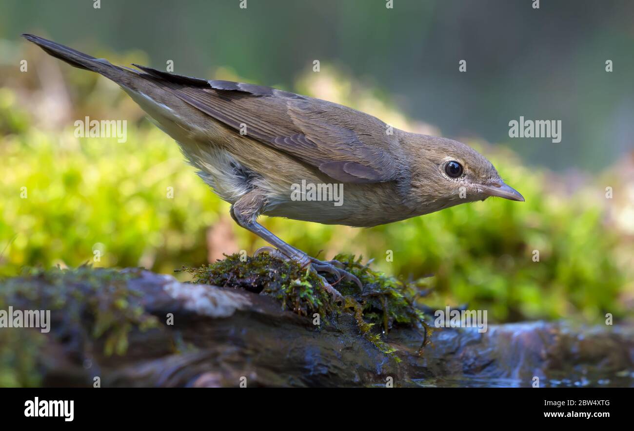 Alarmierte Gartenwaldsänger (sylvia Borin) posiert auf moosigen Ast in der Nähe des Waldgrunds Stockfoto