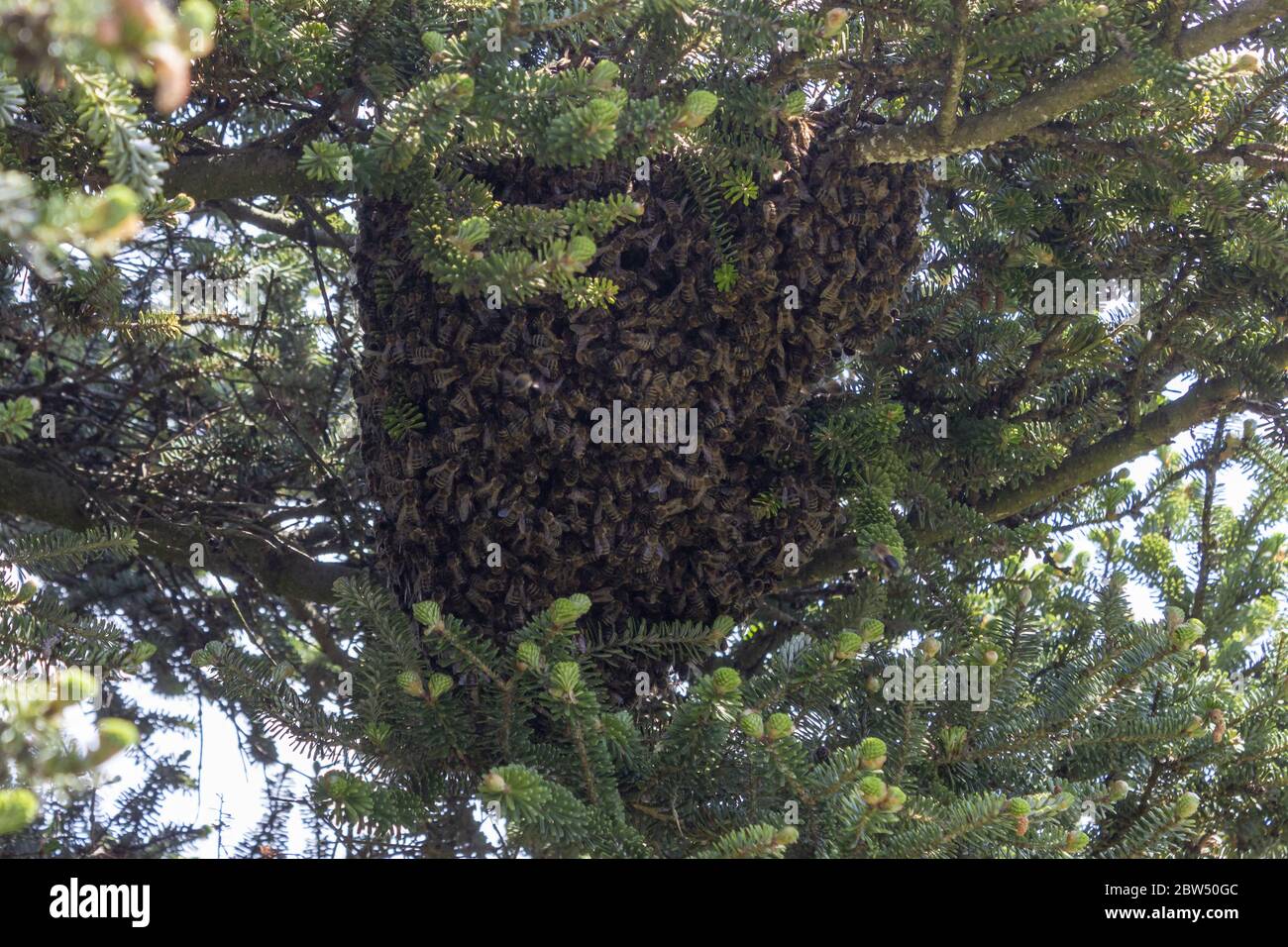 Ein Bienenschwarm, der im Frühling an einem Nadelbaum in einem Garten in freier Wildbahn hängt Stockfoto