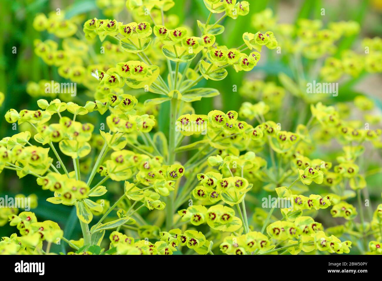 Ascot Regenbogen Euphorbia, blühende Ausreisser blühend im Hinterhof Stockfoto