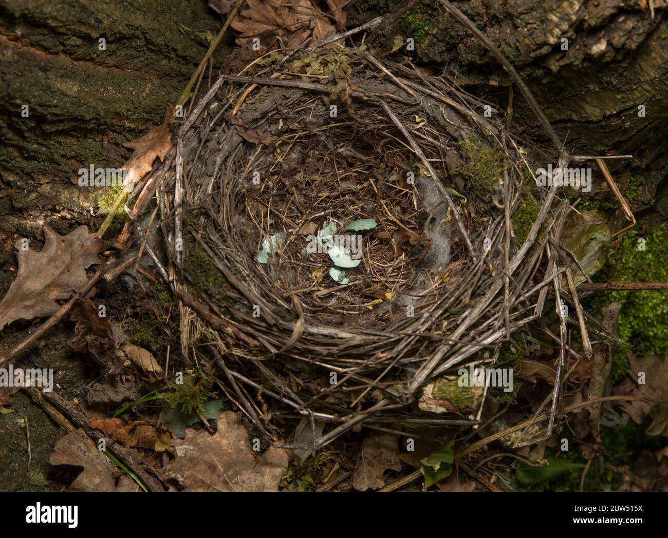 Nest der europäischen Amsel, Turdus merula, in eine Baumgabel mit gebrochenen Eierschalen eingebaut, Brent Reservoir, Welsh Harp Reservoir, London, Vereinigtes Königreich Stockfoto