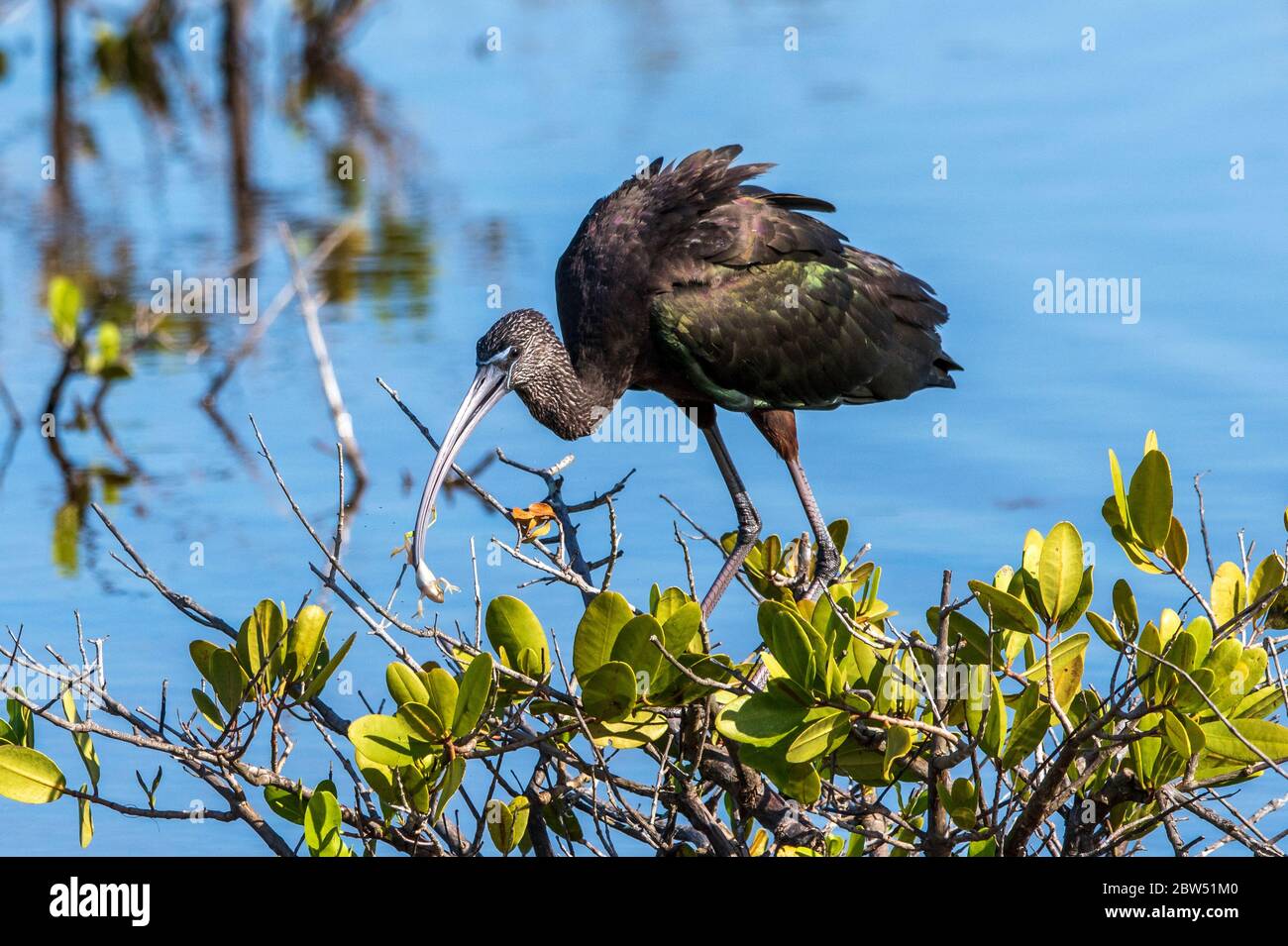 Ein glänzender Ibis, der einen Frosch in einem Salzwassersumpf isst Stockfoto