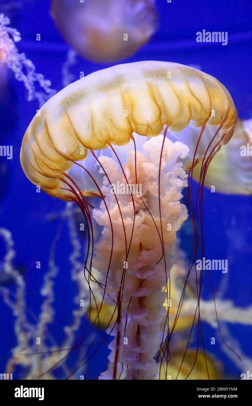 Frei schwimmende exotisch aussehende Quallen in einem Aquarium Stockfoto