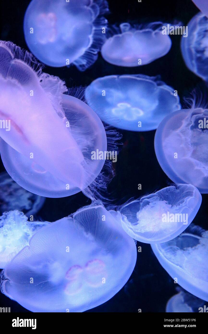 Quallen, die in einem Aquarium herumschwimmen Stockfoto