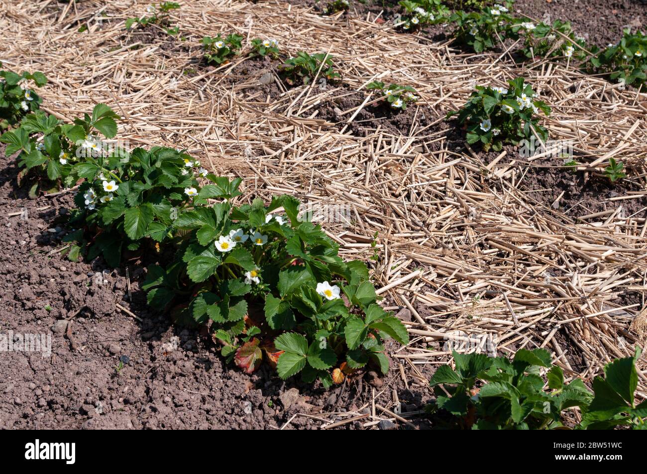 Erdbeeren wachsen im Gartenbeet, in Blüte, mit Strohmulch. Stockfoto