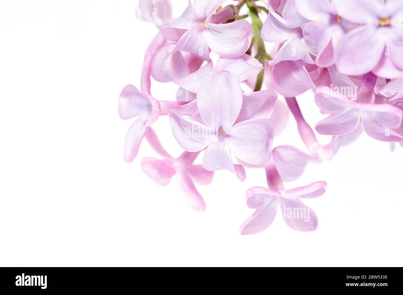 Makrofoto der Blüten des Fliederstrauch (Syringa vulgaris) Stockfoto