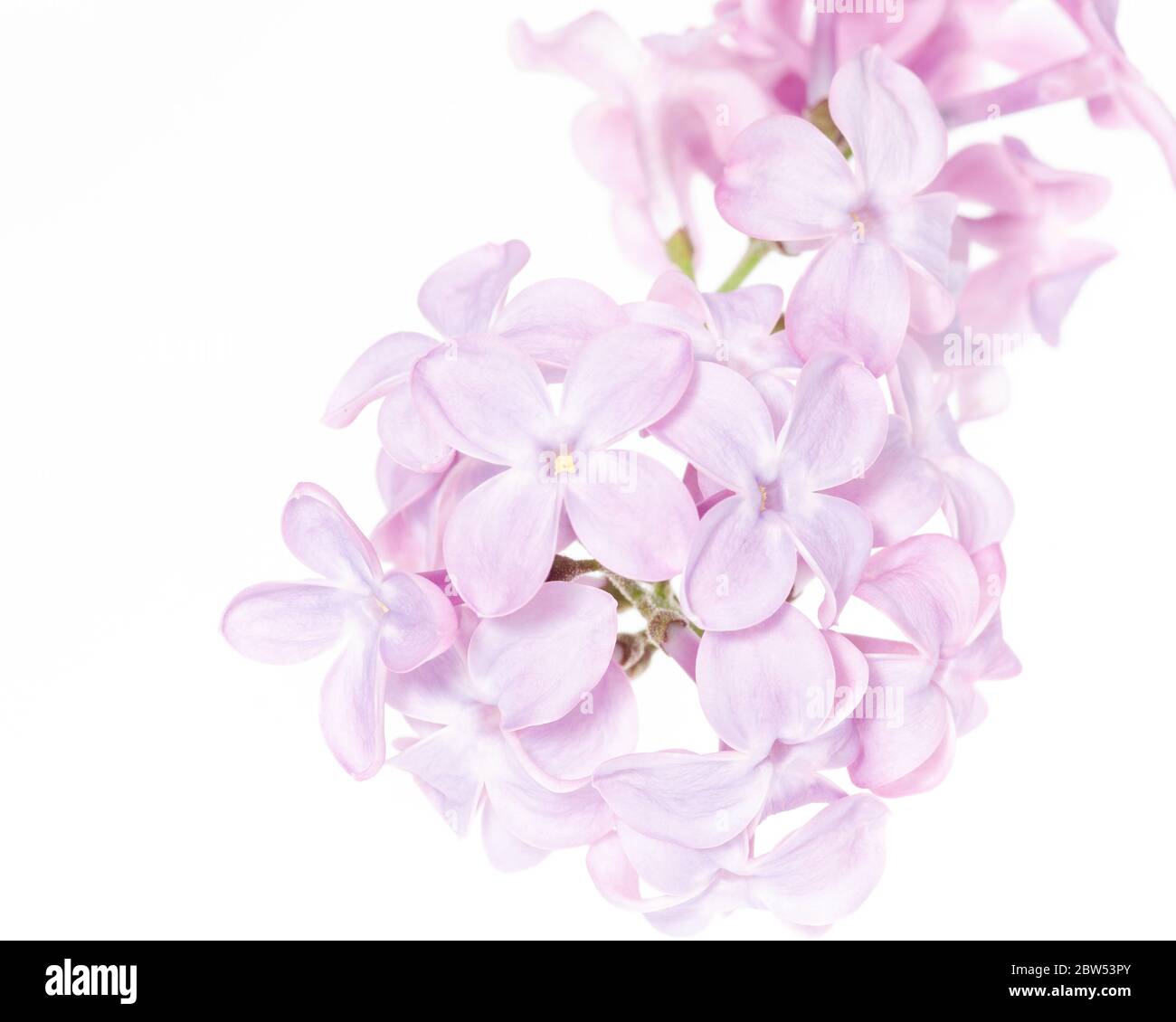 Makrofoto der Blüten des Fliederstrauch (Syringa vulgaris) Stockfoto