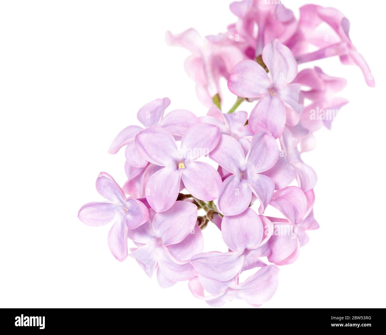 Makrofoto der Blüten des Fliederstrauch (Syringa vulgaris) Stockfoto