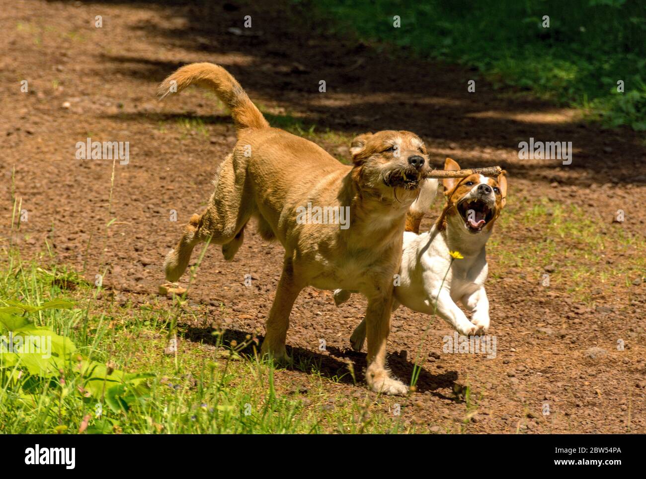 Hunde laufen mit einem Stock im Mund Stockfoto