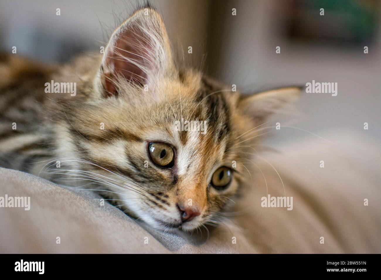 Porträt eines Kätzchens Stockfoto