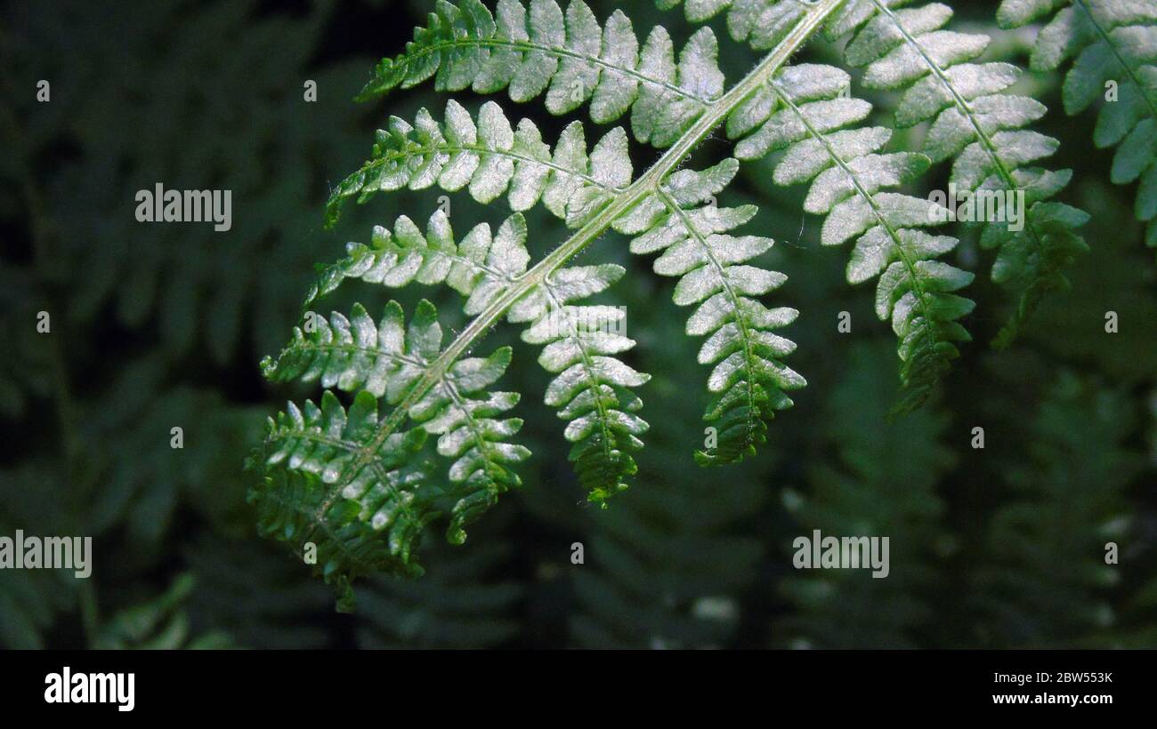 Macro Sumpf Farn, Waldfarn, Großbritannien Stockfoto