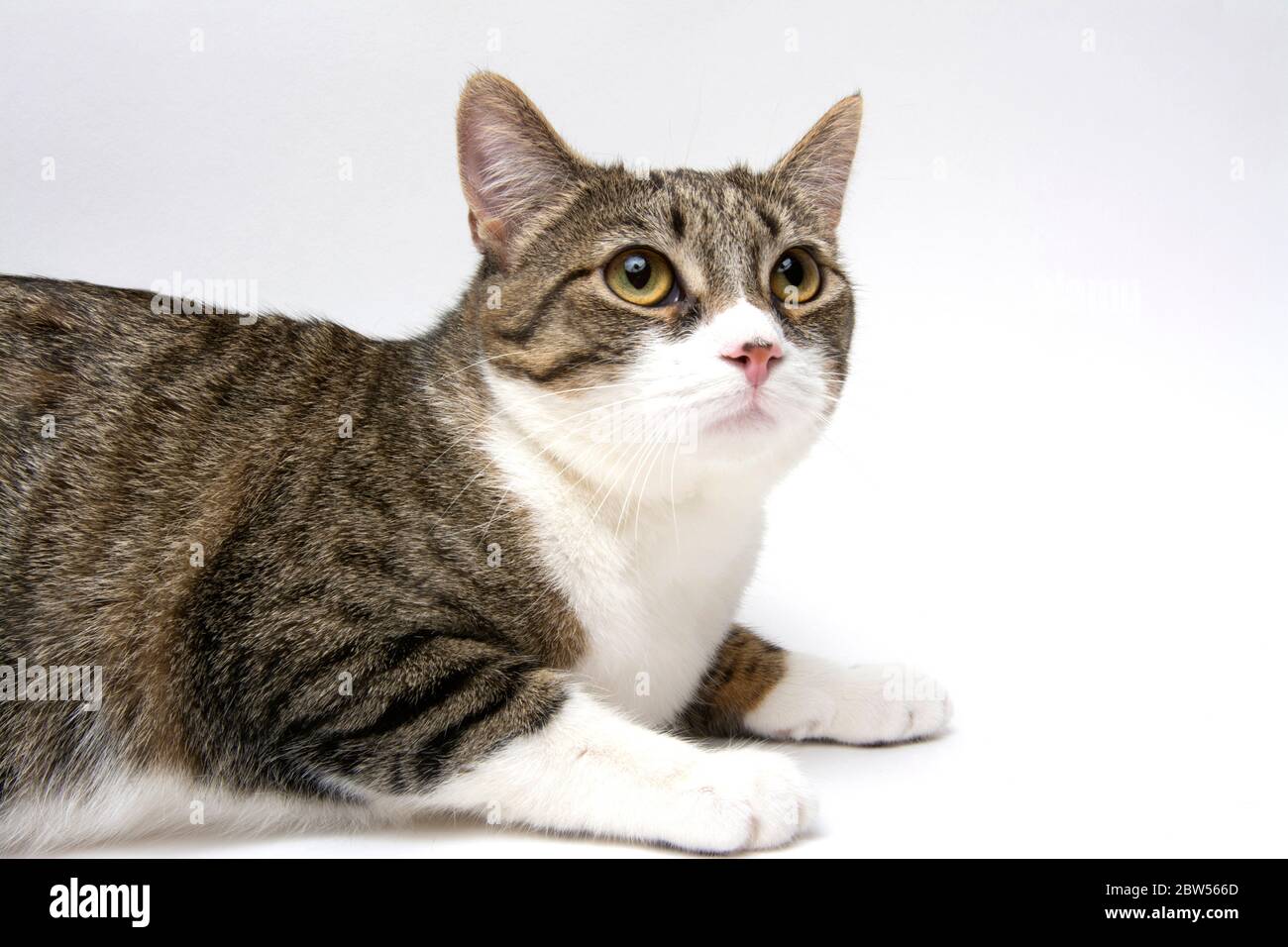 Porträt der Katze auf weißem Hintergrund Stockfoto