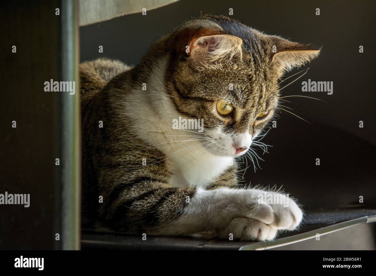 Klaue der Katze Stockfoto