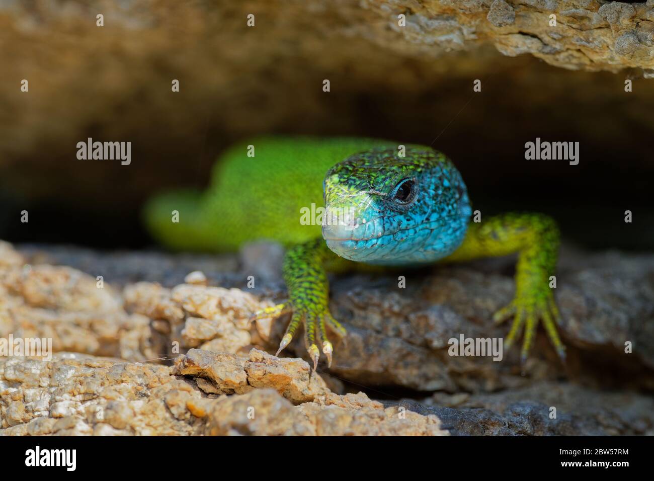 Europäische Grüne Eidechse - Lacerta viridis - große grüne und blaue Eidechse in den europäischen Mittelbreiten verteilt, Männchen mit der Zecke (Ernte-Milbe) auf t Stockfoto