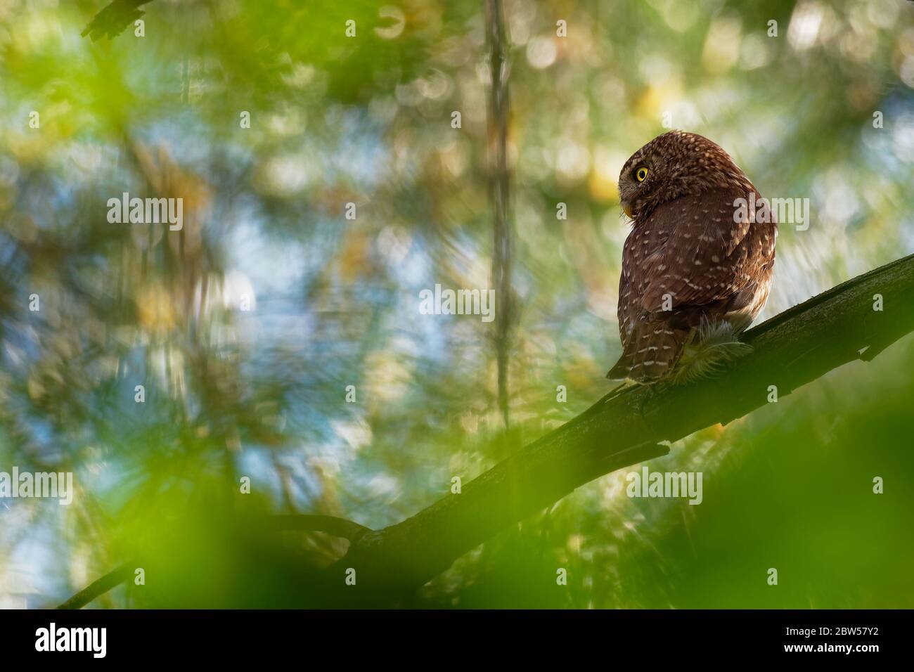 Eurasische Zwergeule - Glaucidium passerinum auf dem Ast sitzend und im Sommer im Wald nach der Beute suchend. Kleine europäische Eule mit dem grünen w Stockfoto