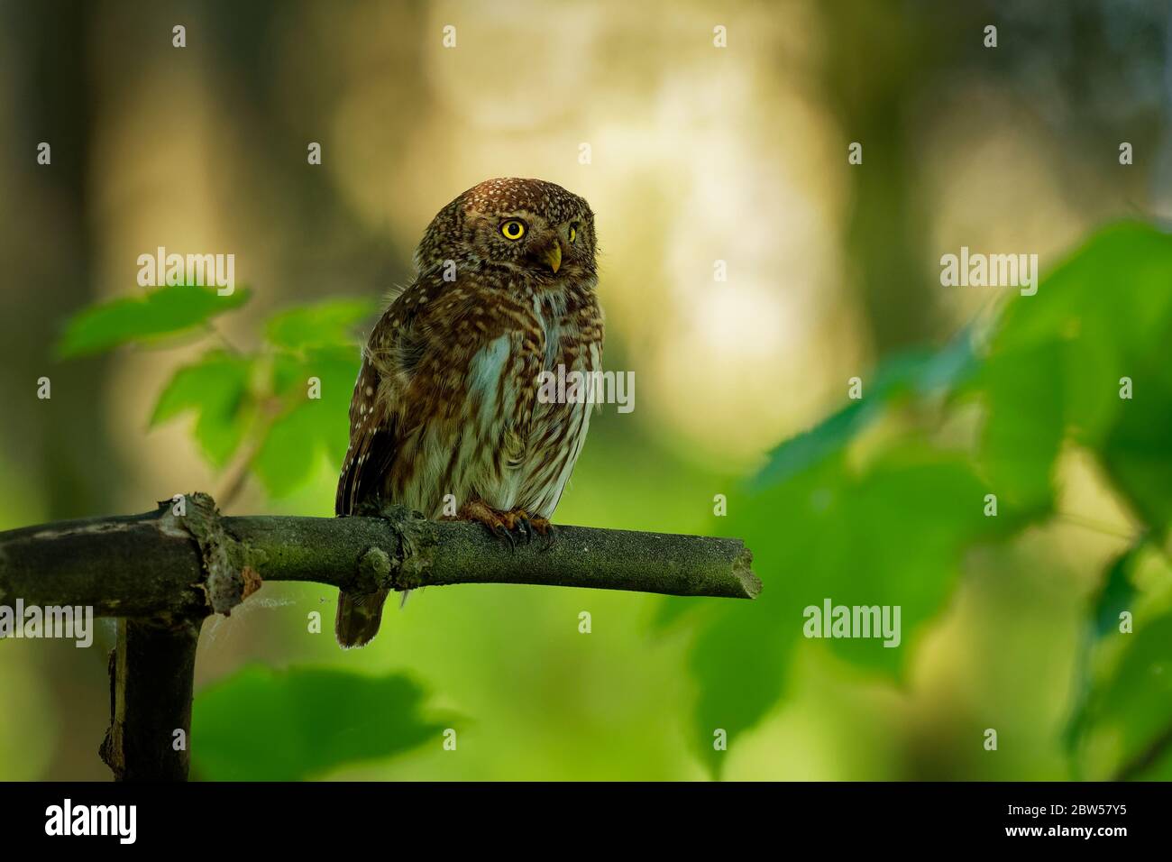 Eurasische Zwergeule - Glaucidium passerinum auf dem Ast sitzend und im Sommer im Wald nach der Beute suchend. Kleine europäische Eule mit dem grünen w Stockfoto