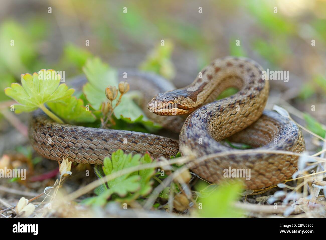 Glatte Schlange - Coronella austriaca Art der nicht giftigen braunen Schlange in der Familie Colubridae. Die Art ist in Nord- und Mitteleuropa zu finden, Stockfoto