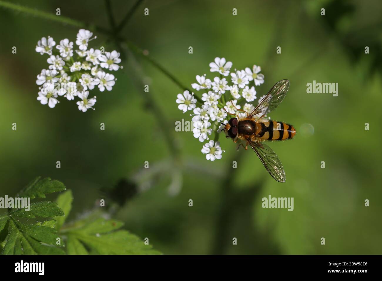 Schöne Hoverfly auf einer weißen Blume im Wald Stockfoto