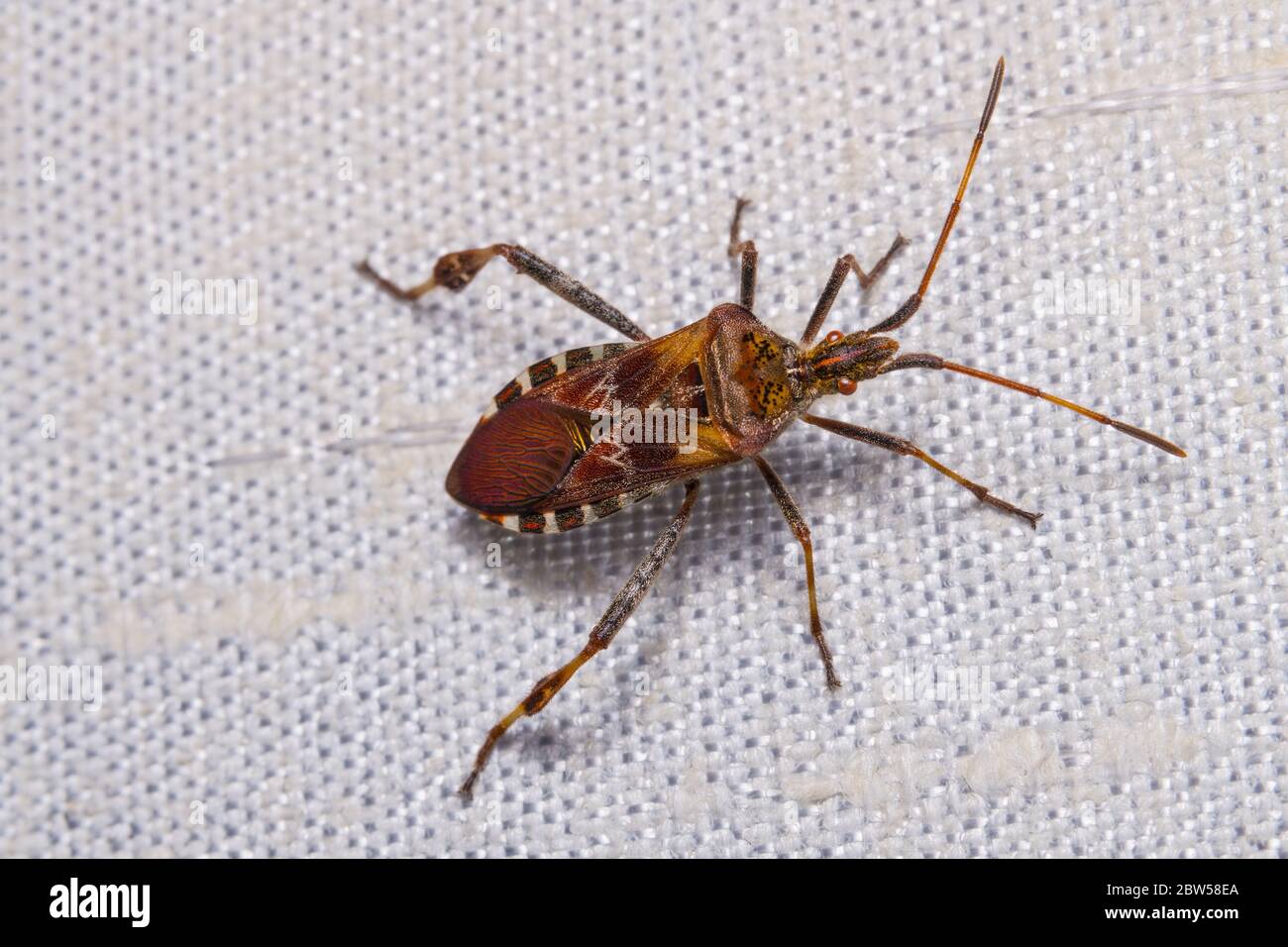 Nahaufnahme der westlichen Nadelkeimkäfer auf textilen Sonnenblinden Detail. Leptoglossus occidentalis. Arten von echten Insekten. Hemiptera. Stinkendes Insekt. Baumschädling. Stockfoto