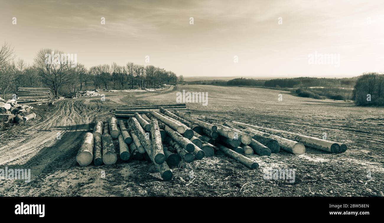 Holzstämme und Bäume entlang schlammiger Feldstraße. Frühling ländliche Landschaft. Haufen von Holzstämmen, Wiese und Wald in natürlicher Sicht. Künstlerische Panoramaszene. Stockfoto