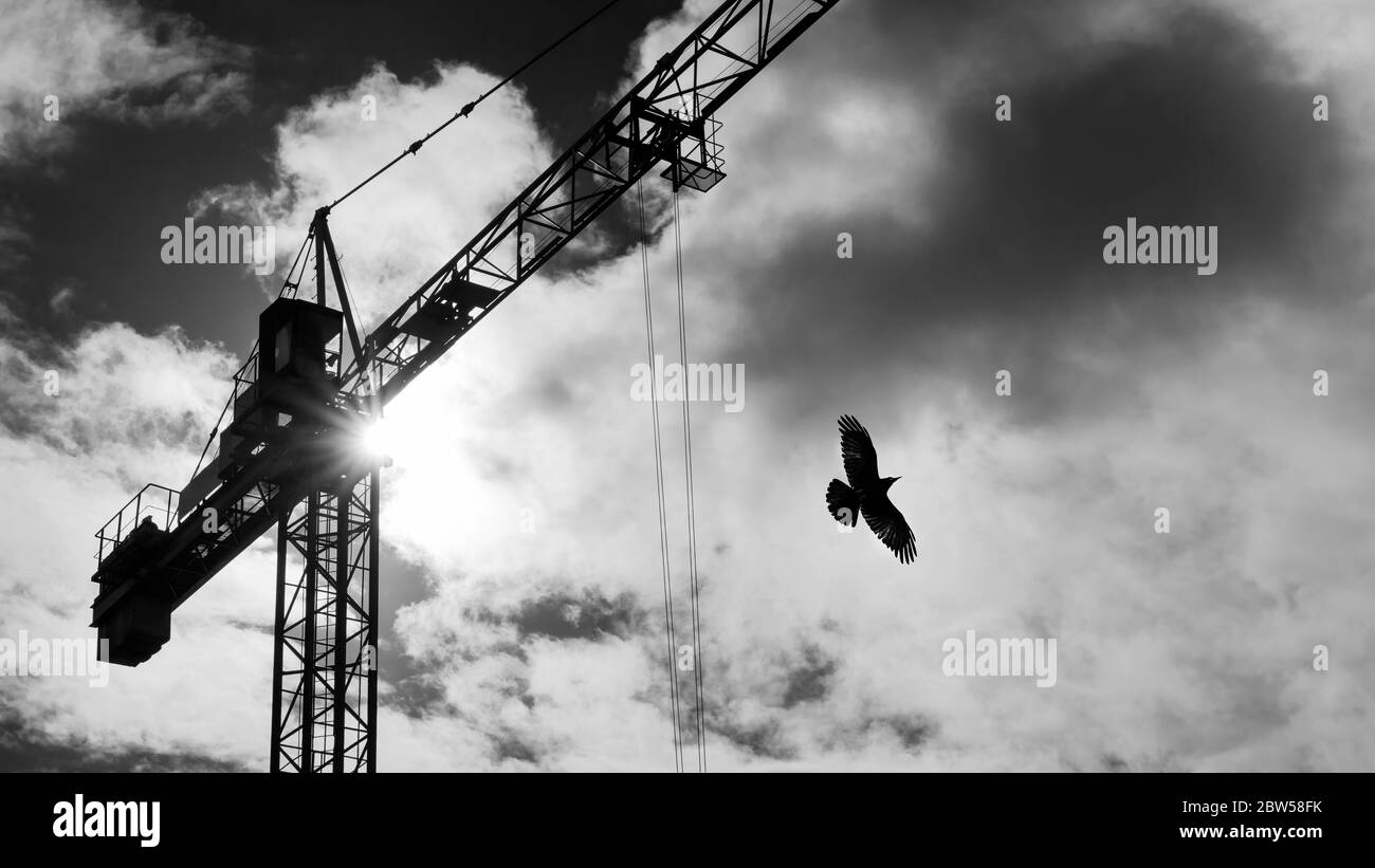 Turmkran und fliegende Vogel Silhouette auf dramatischen Himmel mit Sonnenstrahlen in Wolken leuchten. Schwarz-weiße Hebevorrichtung mit Rollwagen auf Jib. Stockfoto