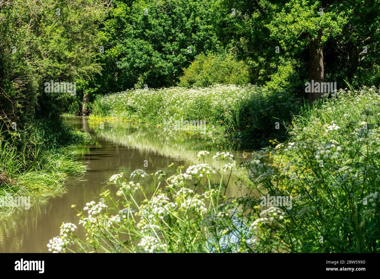 Blick auf den Wey und Arun Kanal, ein teilweise restaurierter Kanal in der Nähe von Loxwood, West Sussex, Großbritannien, im Mai Stockfoto