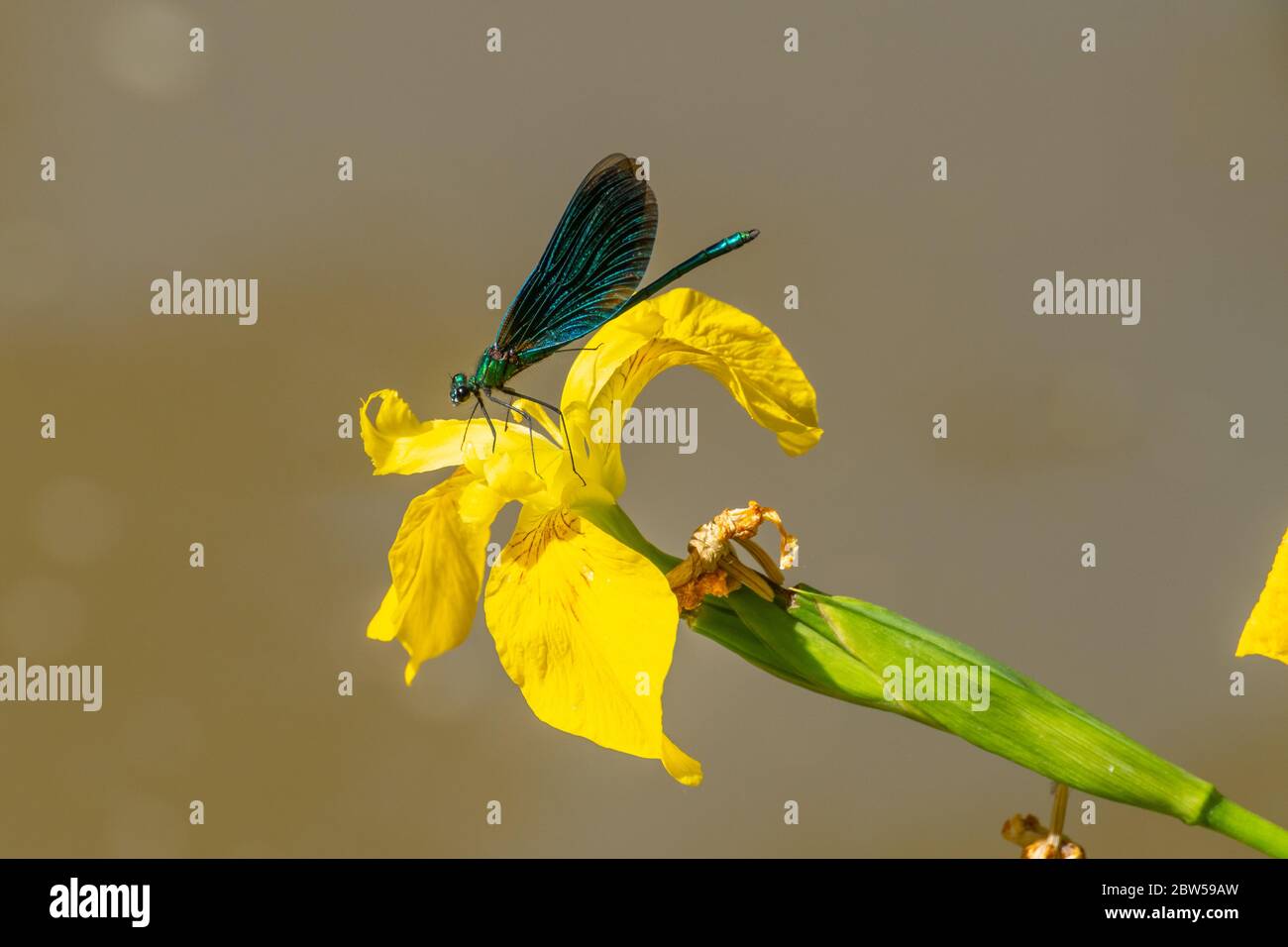 Männchen schöne demoiselle damsefly (Calopteryx virgo) auf einer gelben Flagge Iris (Iris pseudacorus), Großbritannien Stockfoto