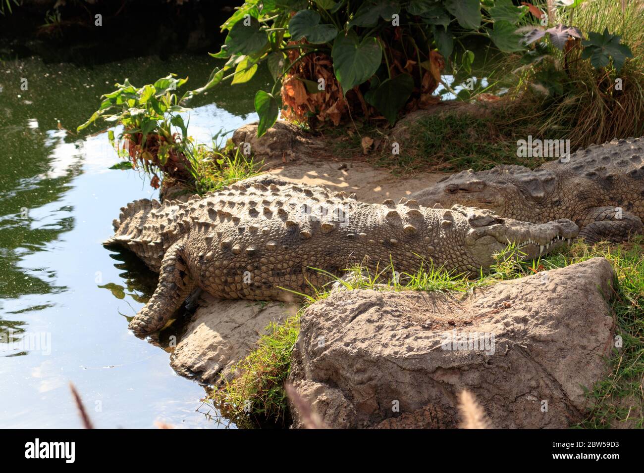 Krokodile auf einem Fluss Stockfoto