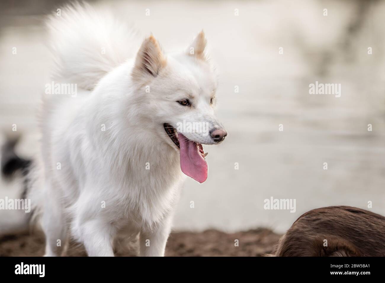 Niedliche, flauschige weiße Samoyed Hund keuchend Stockfoto