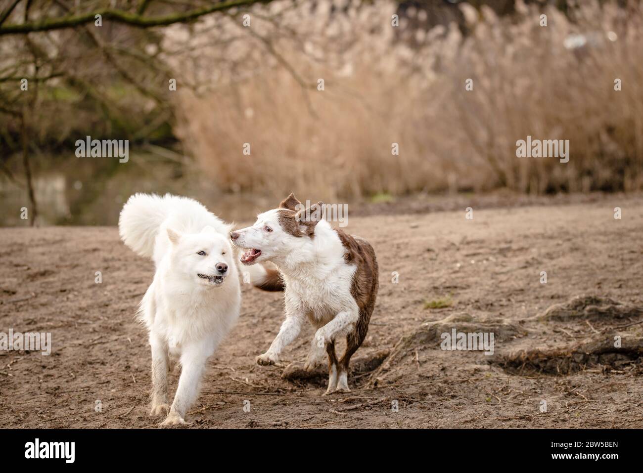 Süßer, flauschiger weißer Samoyed-Hund und ihre Border Collie-Freundin Stockfoto