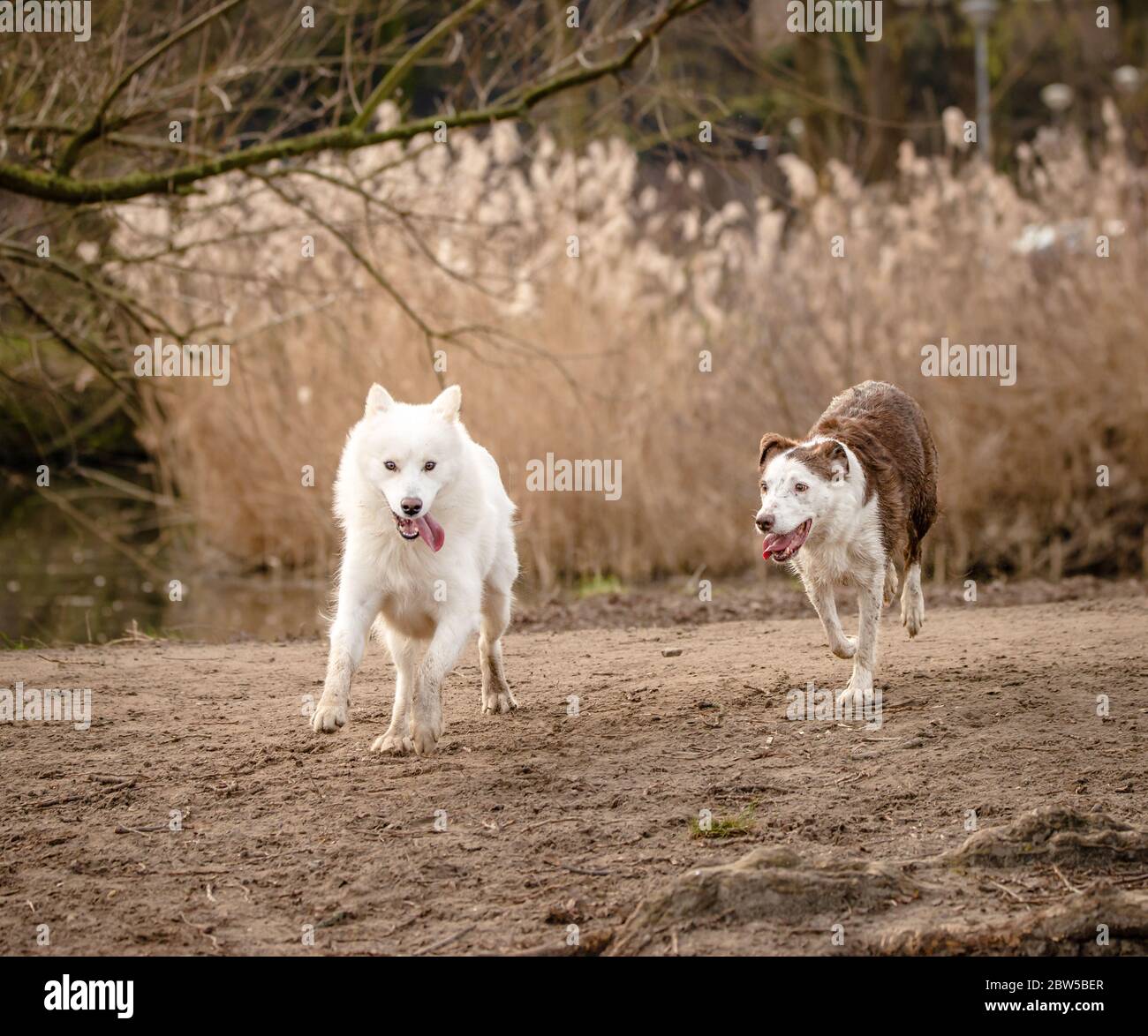 Süßer, flauschiger weißer Samoyed-Hund und ihre Border Collie-Freundin Stockfoto
