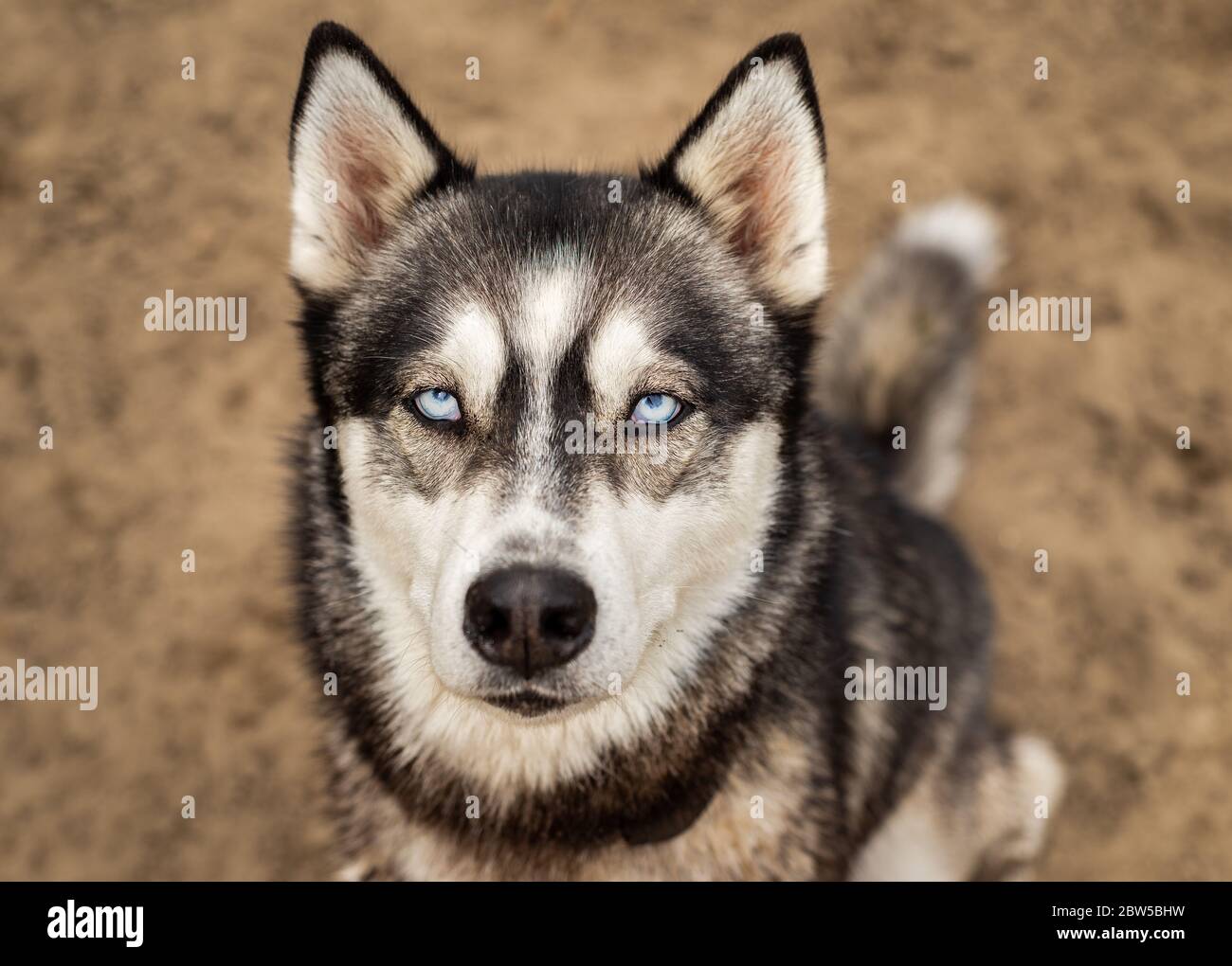 Schöner Husky Hund mit eisig leuchtend blauen Augen schaut auf die Kamera mit einem einfachen, minimalistischen, isolierten Schmutz Hintergrund. Stockfoto