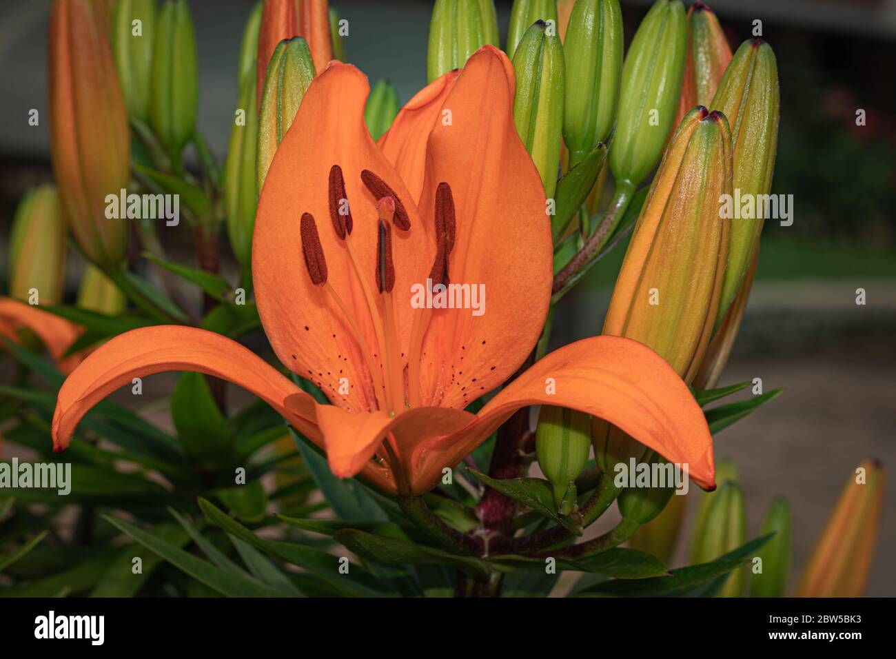 Nahaufnahme einer orangen Lilie auf einem grünen natürlichen Hintergrund Stockfoto