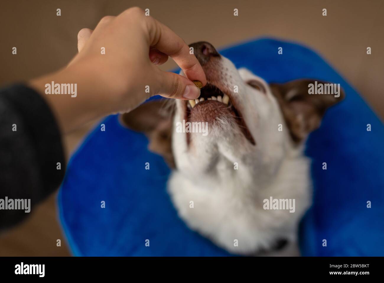 Border Collie Hund trägt einen blauen aufblasbaren Kragen und nimmt eine Freude Stockfoto