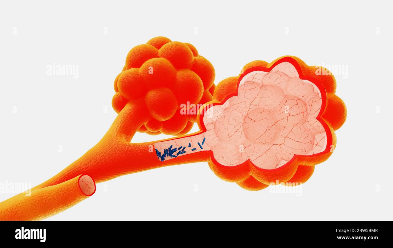 Arteria alveolare Fotos und Bildmaterial in hoher Auflösung Alamy