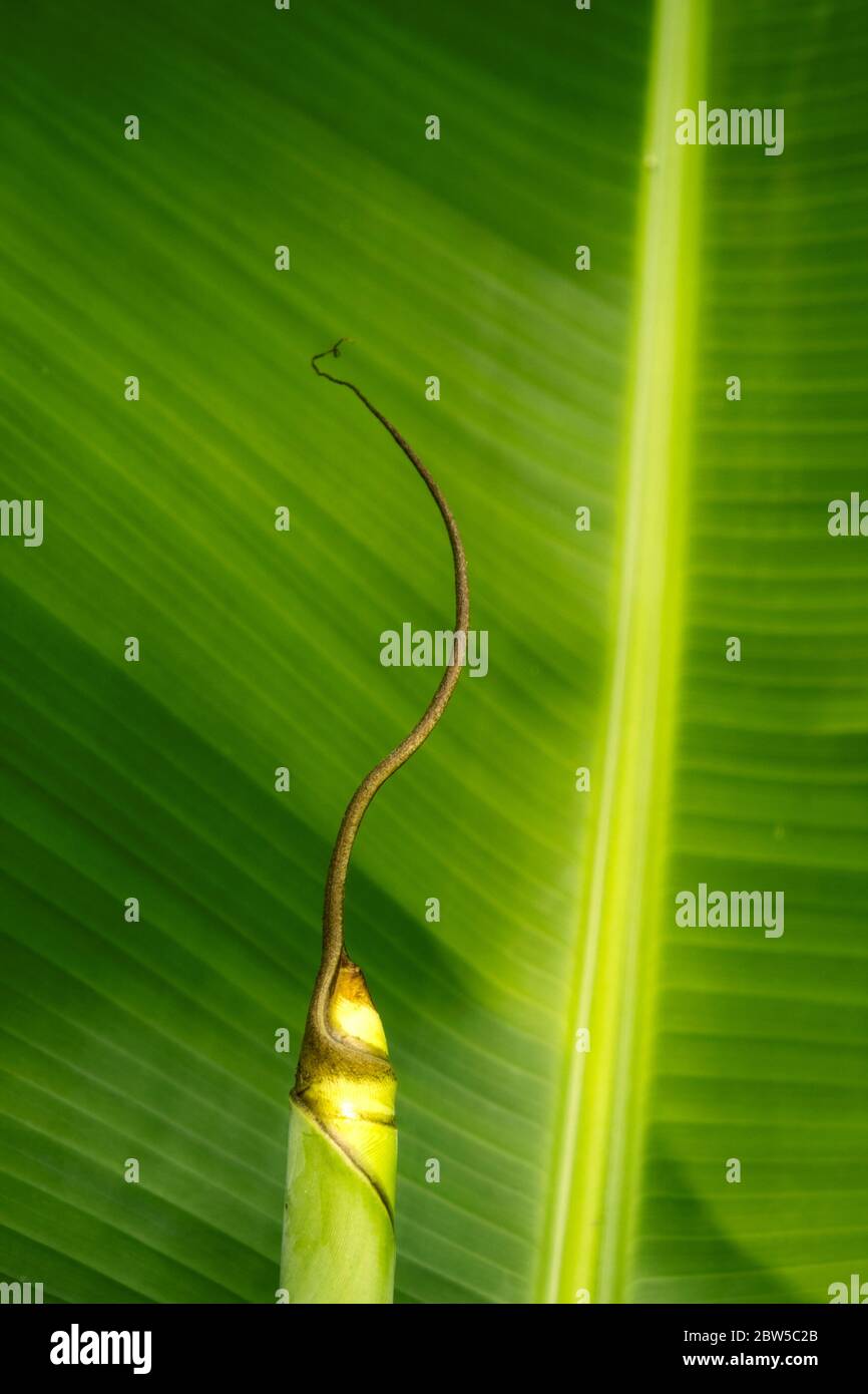 Alte und neue Bananenblätter von der gleichen Pflanze Stockfoto