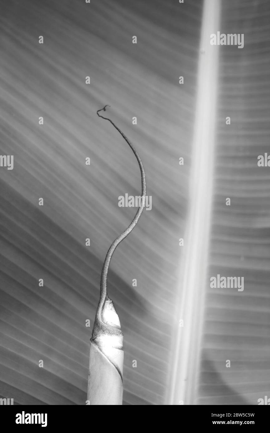 Alte und neue Bananenblätter von der gleichen Pflanze Stockfoto