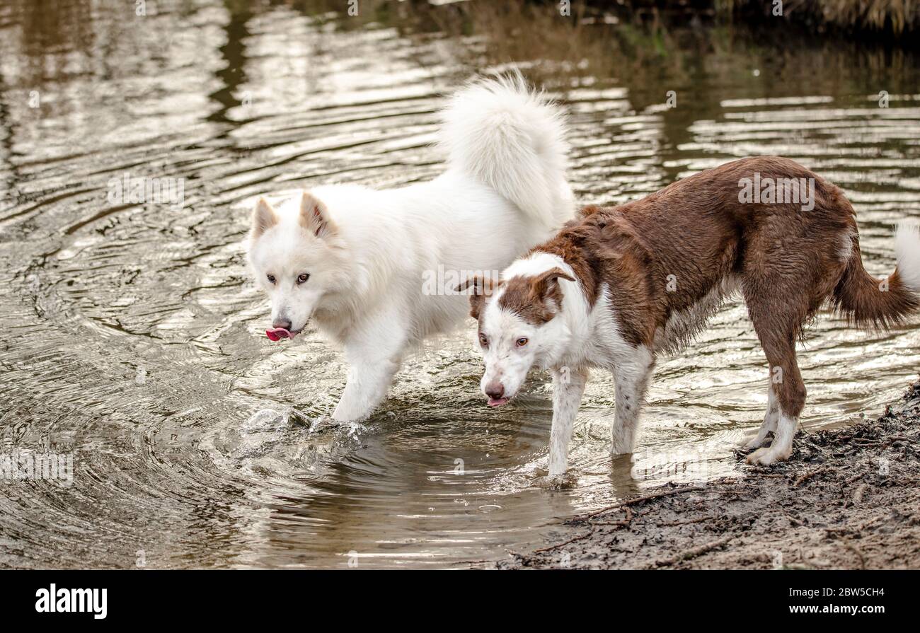 Süßer, flauschiger weißer Samoyed-Hund und ihre Border Collie-Freundin Stockfoto