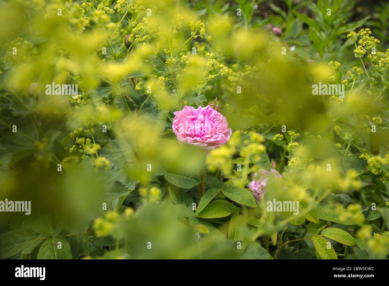 Flache Tiefenansicht der roten Rosenblüte mit unscharf-grünem Vordergrund, VanDusen Botanical Garden, Vancouver, British Columbia, Kanada. Stockfoto