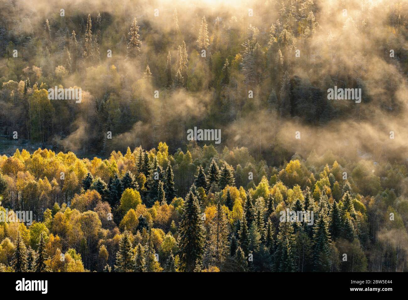 Schöne Morgenlandschaft des Herbstwaldes Stockfoto