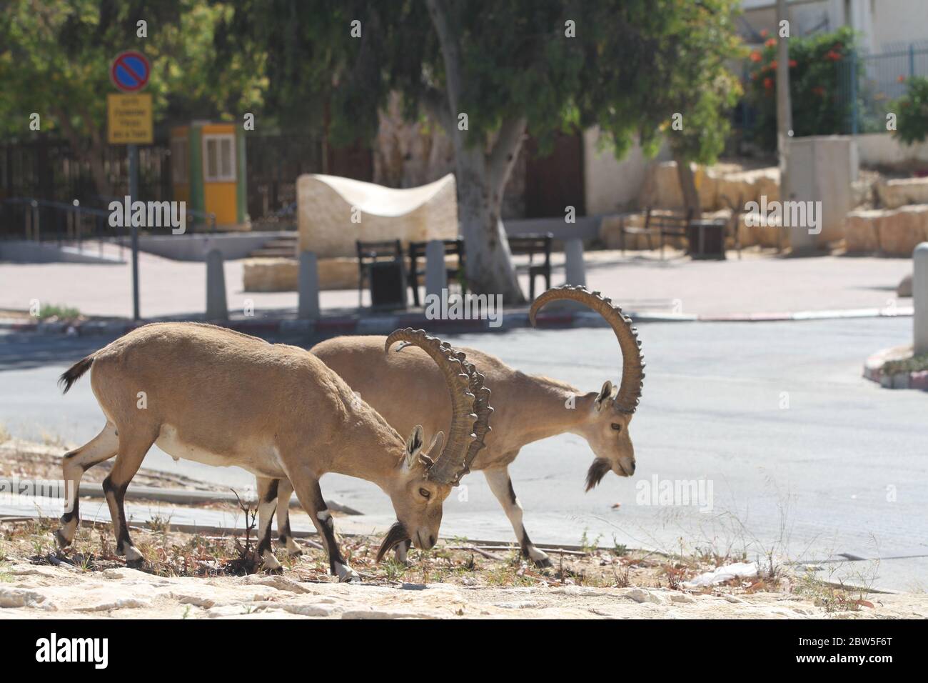 Mitzpe Ramon, Israel. Mai 2020. Nubische Steinböcke werden am 29. Mai 2020 an einer Straße in Mitzpe Ramon, im Süden Israels, gesehen. Kredit: Shang Hao/Xinhua/Alamy Live News Stockfoto