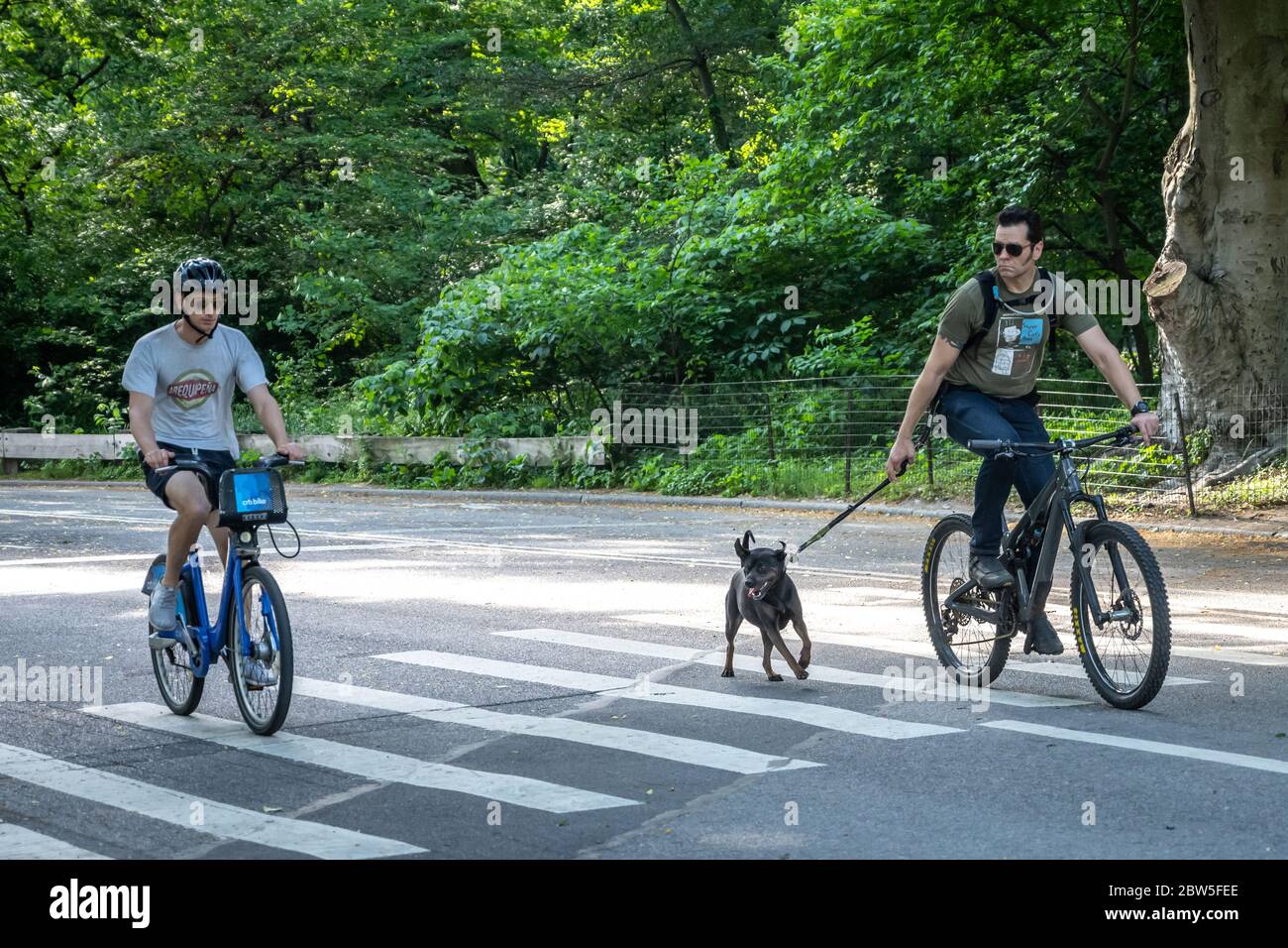 New York, USA, 29. Mai 2020. Ein Mann hält seinen Hund angeleinelt, während er ein Fahrrad fährt, ohne eine Gesichtsmaske zu tragen, aber sicher soziale Distanzierung in Cen zu halten Stockfoto