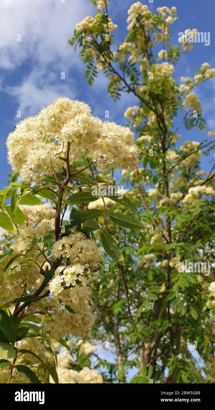 Weiße Blüte in Nahaufnahme Stockfoto