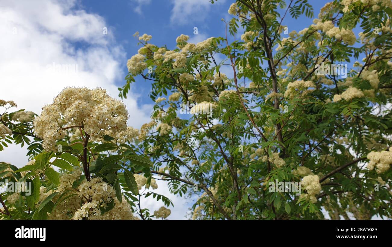 Weiße Blüte in Nahaufnahme Stockfoto